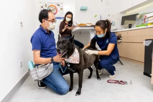 veterinarians treating black dog in veterinary hospital and dog owner in the background