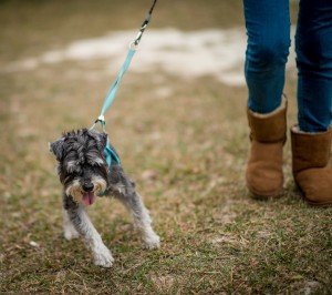 dog training hong kong