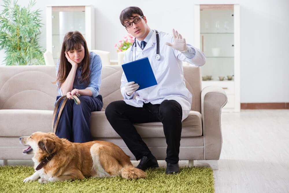 veterinary doctor and dog owner are sitting on the sofa while the dog is on the floor and doctor is explaining health conditions of dog to owner
