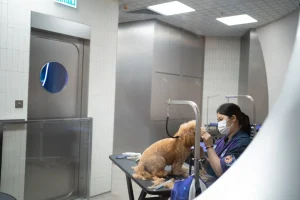 dog in veterinary hospital with vet doctor