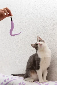 showing cats its purple coloured toy