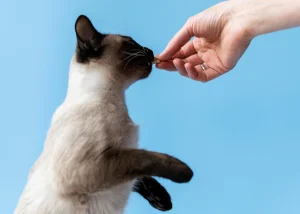 giving food to cat with hand