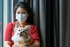 matured asian female owner wearing mask is holding chihuahua dog breed