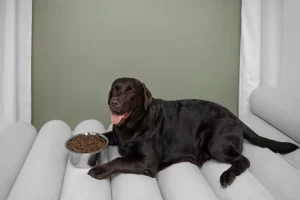 black labrador retriever with its meal in a cozy sofa