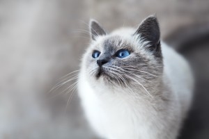 blue eye cat