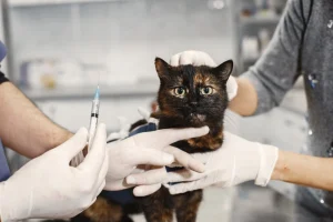 veterinary hands with gloves preparing black cat for injection