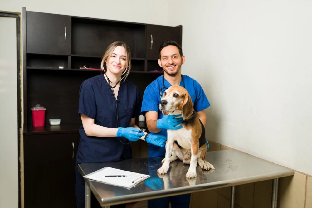 two vet doctors at vet clinic going to check health of a dog
