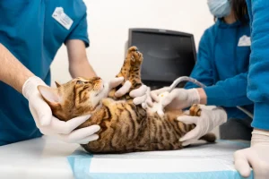 bengal cat getting treatment in vet hospital