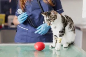 unwell cat at vet hospital looking down at its toy