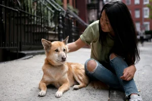 icelandic sheepdog in the street with caring asian woman