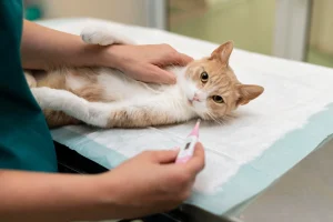 get getting fever test at vet hospital with thermometer