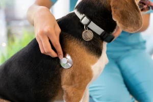 dog getting health checkup with stehoscope