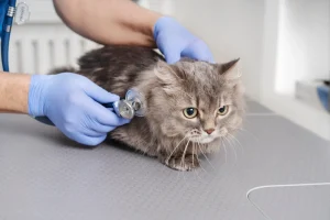 looking for health problems in cat with stethoscope