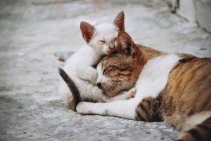 cat sleeping with its beautiful kittens in the street