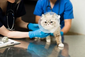 giving treatment to exotic shorthair cats in veterinary hospital