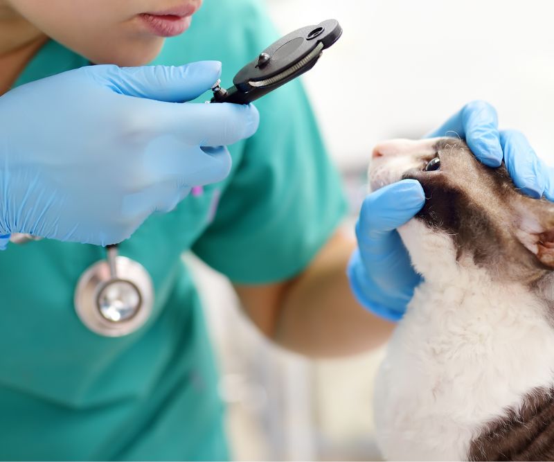 at-home diagnostic medicine to cat by a vet doctor