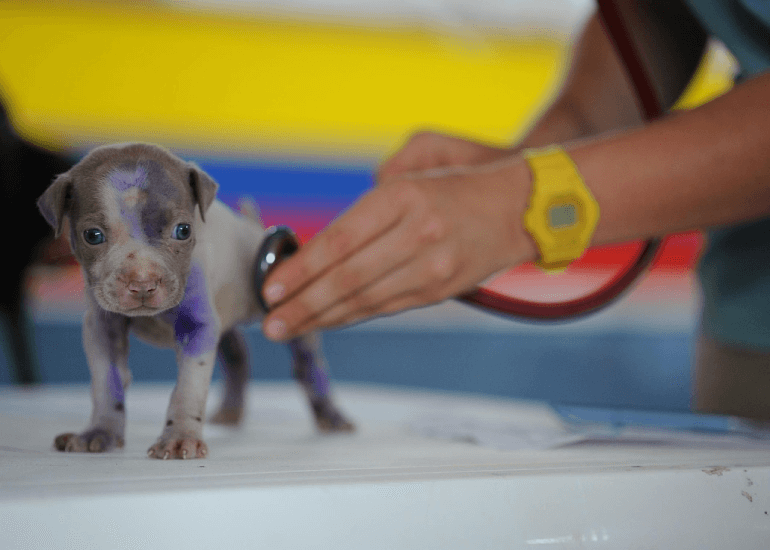 small puppy getting health checkup