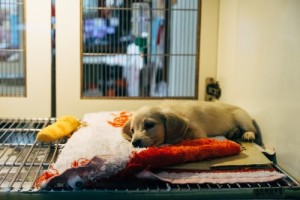 dog at hospital