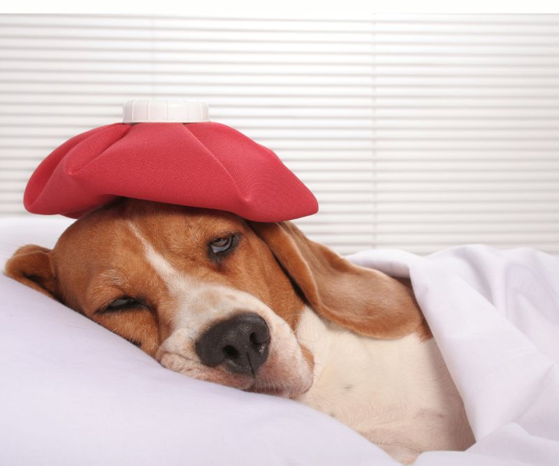 dog hospice care at home in a bed, dog is relaxing with the care