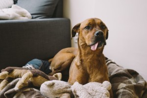 dog in bed with toys