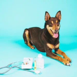dog and treatment kits in blue background