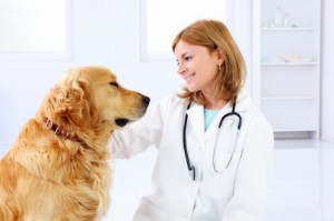 Young female veterinary caring of a cute beautiful dog.