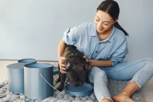 woman caring black bull dog while it is dringking water