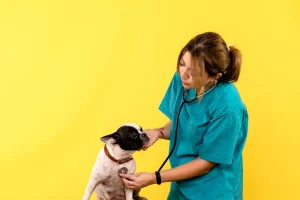 veterinary female vet checking health of bulldog with stehoscope