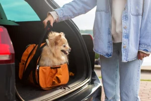 pomeranian dog inside bag in the trunk of car and the owner is trying to pick the bag