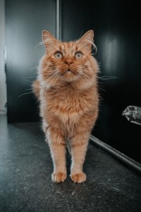 ginger cat