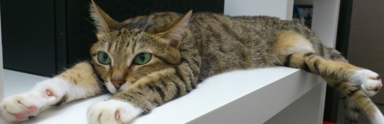 tabby cat relaxing with its legs streched