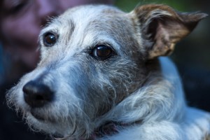 grey faced JRT dog