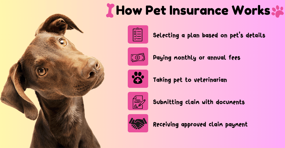 How pet insurance works infographics