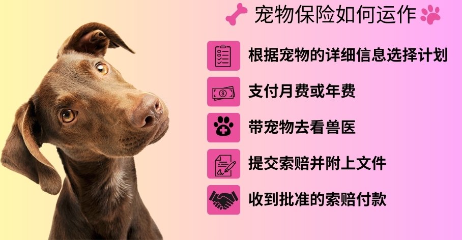 宠物保险如何运作