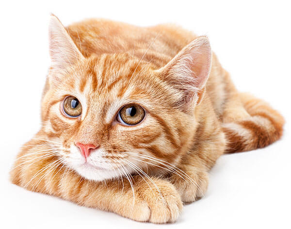 orange cat lying down with its twinkling eyes