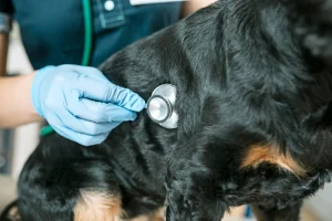 vet looking at internal problems in dog with stethoscope