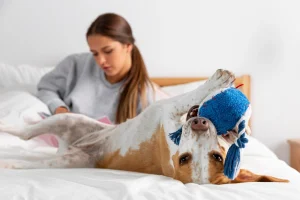 dog playing with its cloth ball in a bed with teen girl in the blurry background