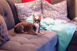 old dog on sofa