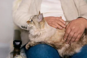 siberian cat in the lap of its owner