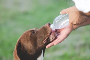 human hand giving water from bottle to dog