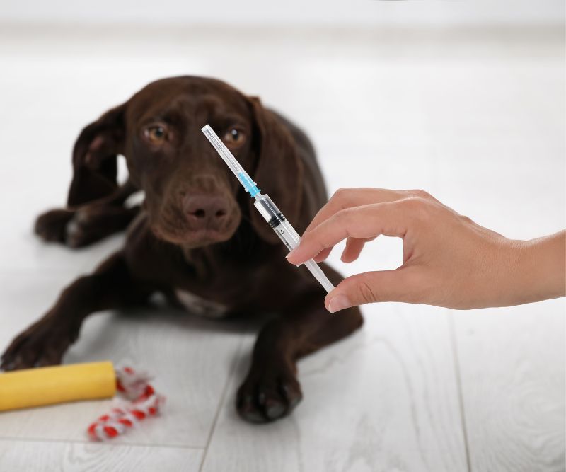going to give injection to the dog at home