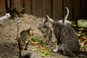 two tabby cats and one kittens