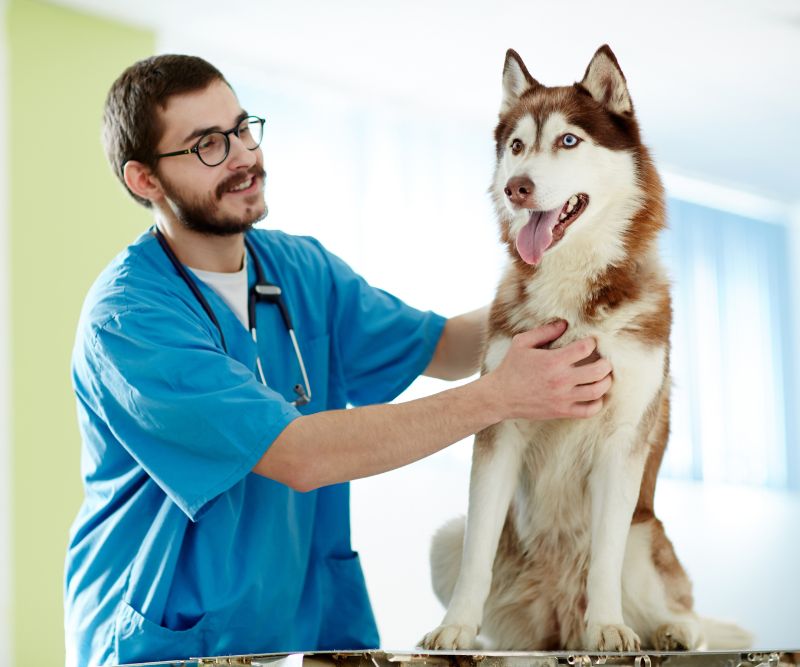senior dog care at home by a doctor