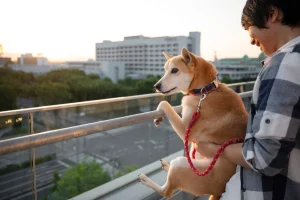 shiba inu dog with its owner enjoying view from the top
