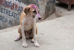 cute street dog getting upset