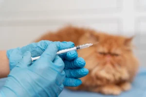 hand with blue gloves handling injection and blurry orange furry cat in the background
