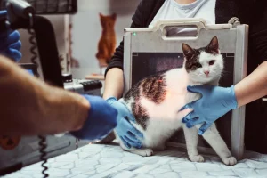 calico cat getting x-ray in the vet hospital