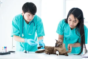 two vet doctors giving vaccination to cat in vet hospital hongkong