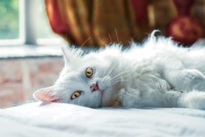 white cat pic