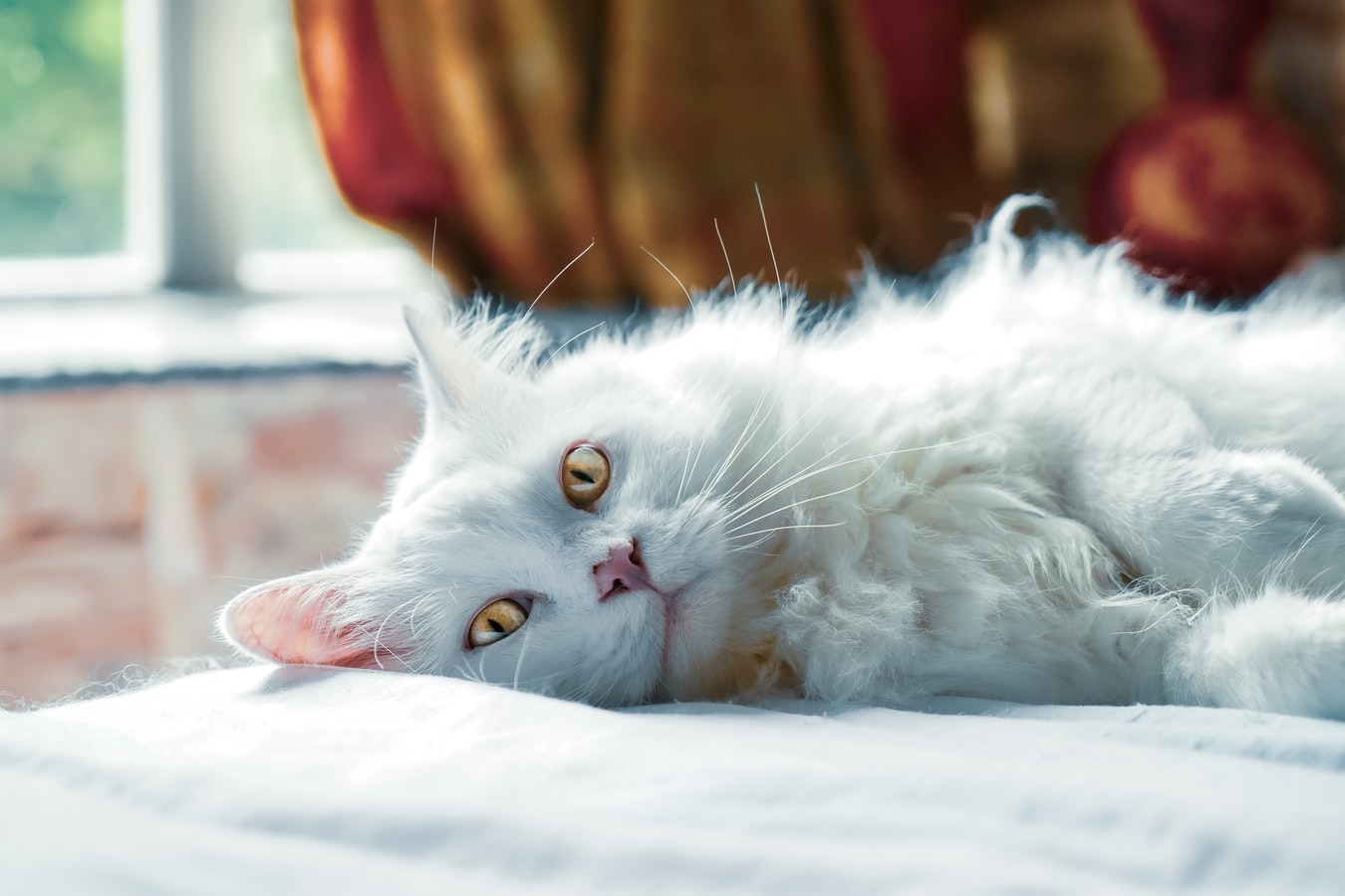 adorable white cat sleeping and looking at you